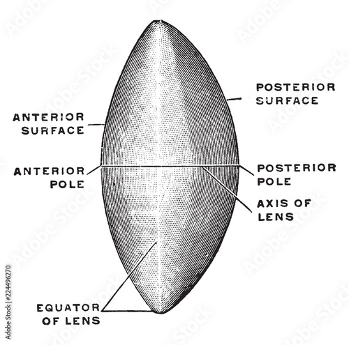 Terms Used in the Orientation of the Lens, vintage illustration.
