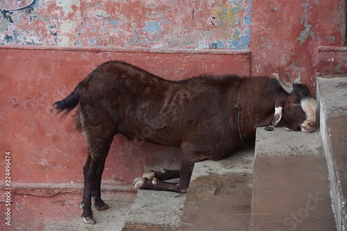 tired animal varanasi