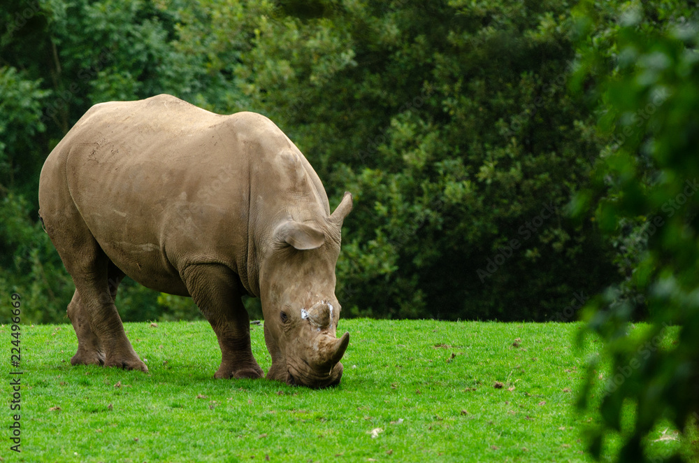 Obraz premium White Rhino