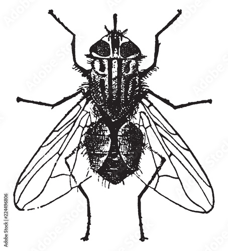 Stable Fly, vintage illustration.