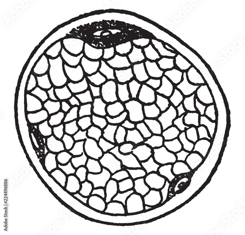 Muscle Fiber Showing Nuclei, vintage illustration.