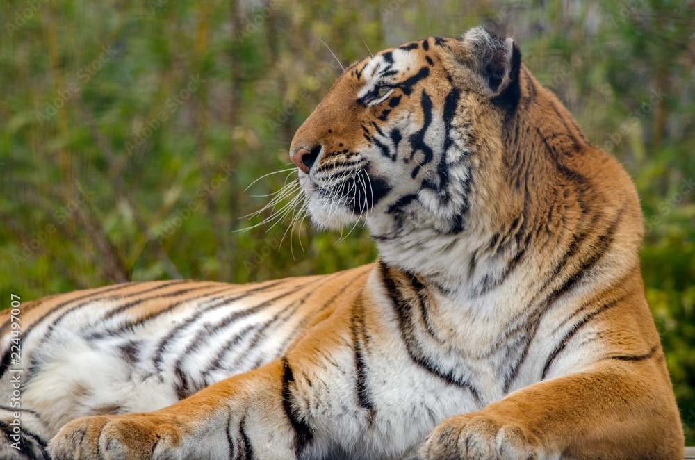 Bengal Tiger