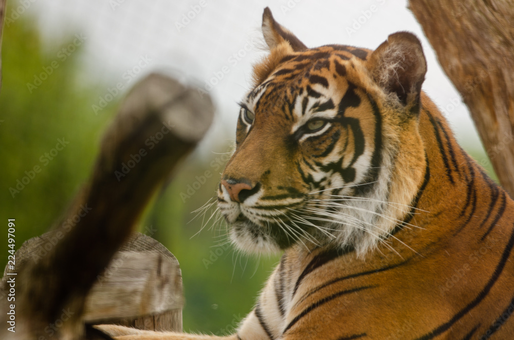Fototapeta premium Sumatran Tiger