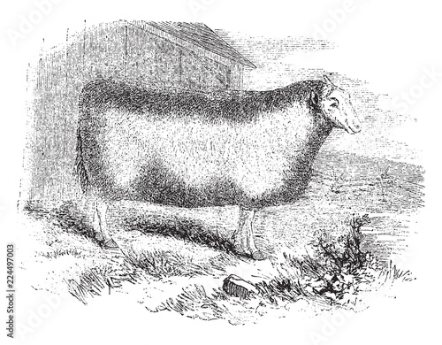 Mounton Flandrin Ewe, vintage illustration.