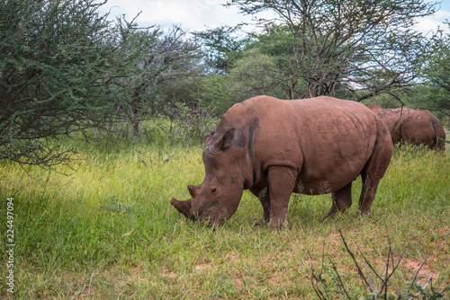 White rhino  Waterberg Plateau National Park  Namibia