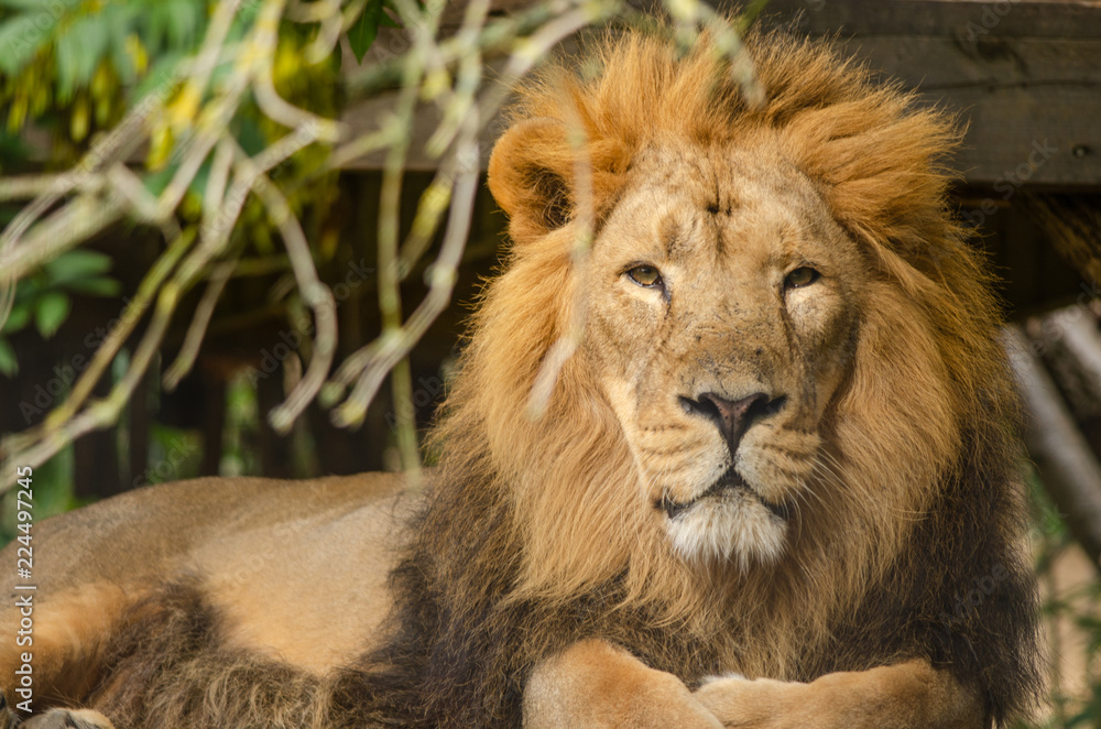 Asiatic Lion