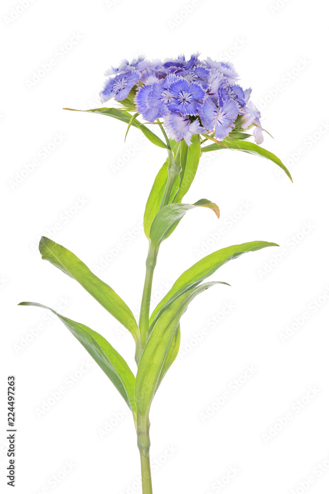 light blue flower on stem with leaves