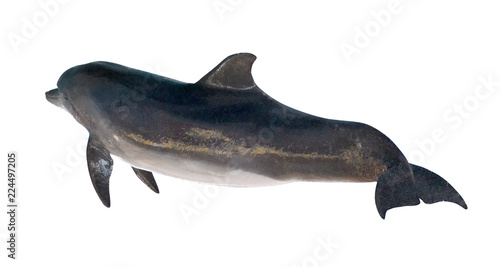 isolated on white dark grey bottlenose dolphin