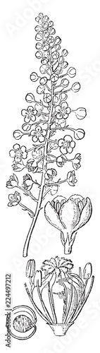 Poke Root vintage illustration.
