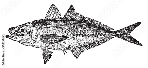 Atlantic Horse Mackerel, vintage illustration.