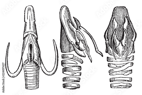 Vocal Apparatus Contracted and Distended, vintage illustration.