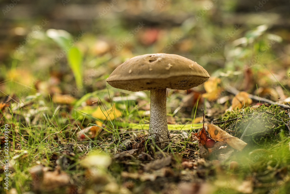 Leccinum scabrum, commonly known as the rough-stemmed bolete, scaber stalk, and birch bolete, is an edible mushroom in the family Boletaceae, and was formerly classified as Boletus scaber Leccinum scabrum, commonly known as the rough-stemmed bolete, scaber stalk, and birch bolete, is an edible mushroom in the family Boletaceae, and was formerly classified as Boletus scaber