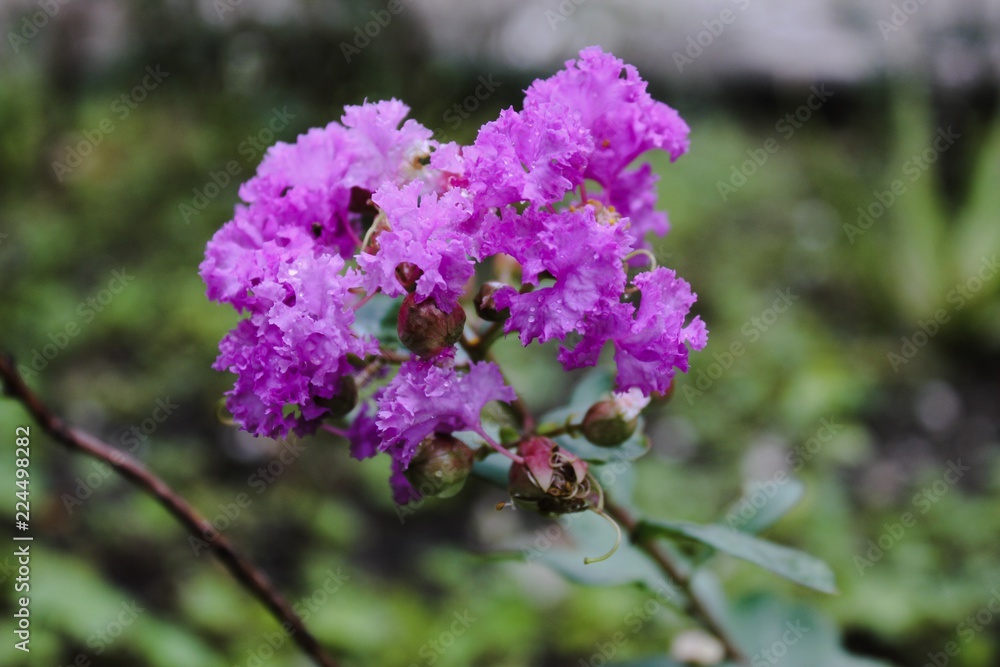 Crape myrtle, Crape flower, Indian lilac (Yi-Cheng) (Lagerstroemia indica L.) on the tree. Crape myrtle, Crape flower, Indian lilac (Yi-Cheng) (Lagerstroemia indica L.) on the tree.