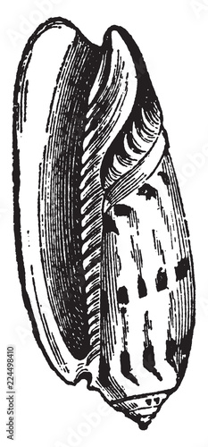 Oliva Erythrostoma, vintage illustration. photo