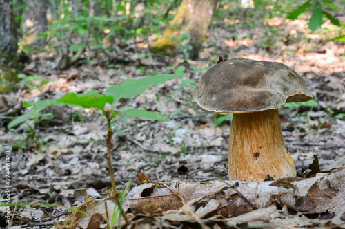 Young, jummy Boletus aereus or Dark Cep in oak forest photo