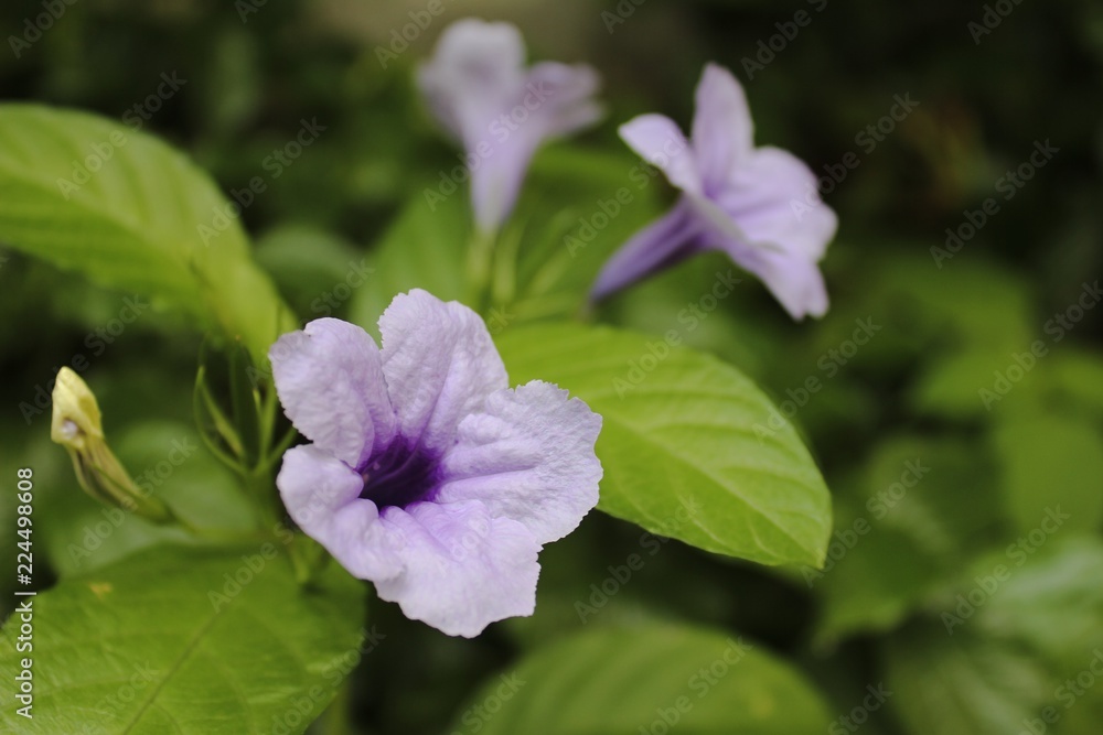 Purple flower or Ruellia Tuberosa Linn or Toi Ting in the garden. Purple flower or Ruellia Tuberosa Linn or Toi Ting in the garden.