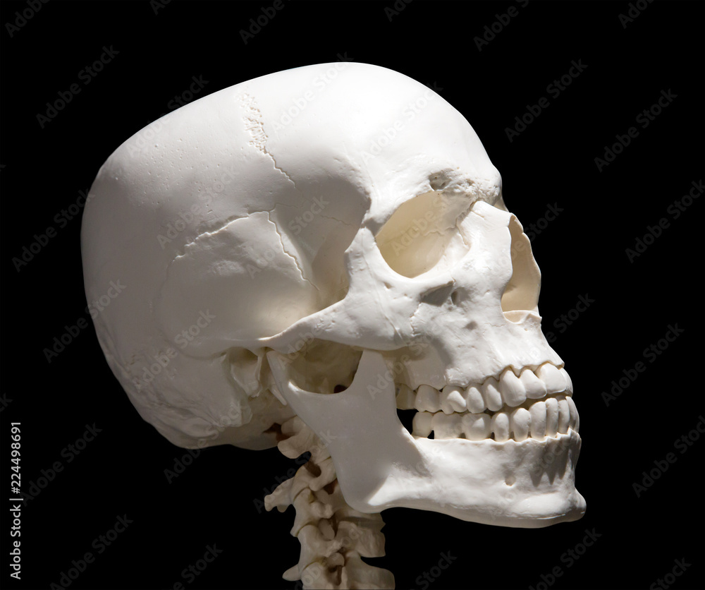 Fototapeta premium light human skull with neck on black