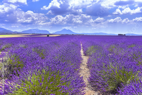 wide lavender fields near Valensole, Provence, France, department Alpes-de-Haute-Provence, region Provence-Alpes-Côte d’Azur