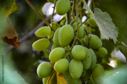 green grapes on the vine © doomrabbit