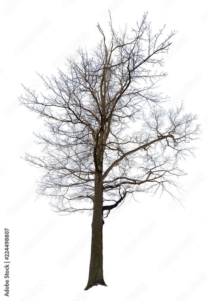 bare old lush tree isolated on white bare old lush tree isolated on white