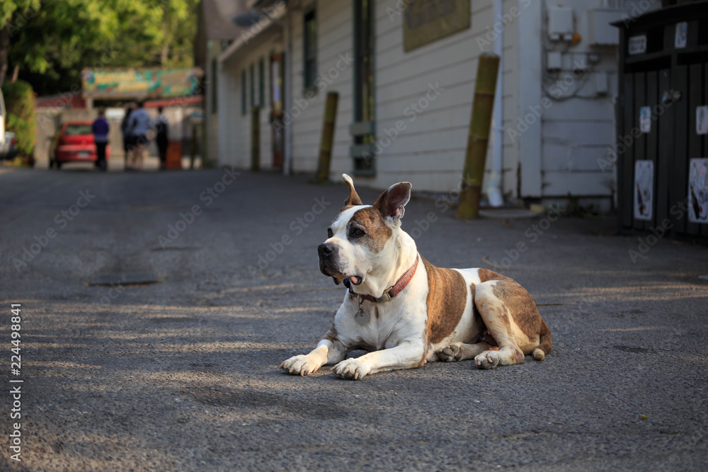 Large brown and white dog sitting in middle of quiet street