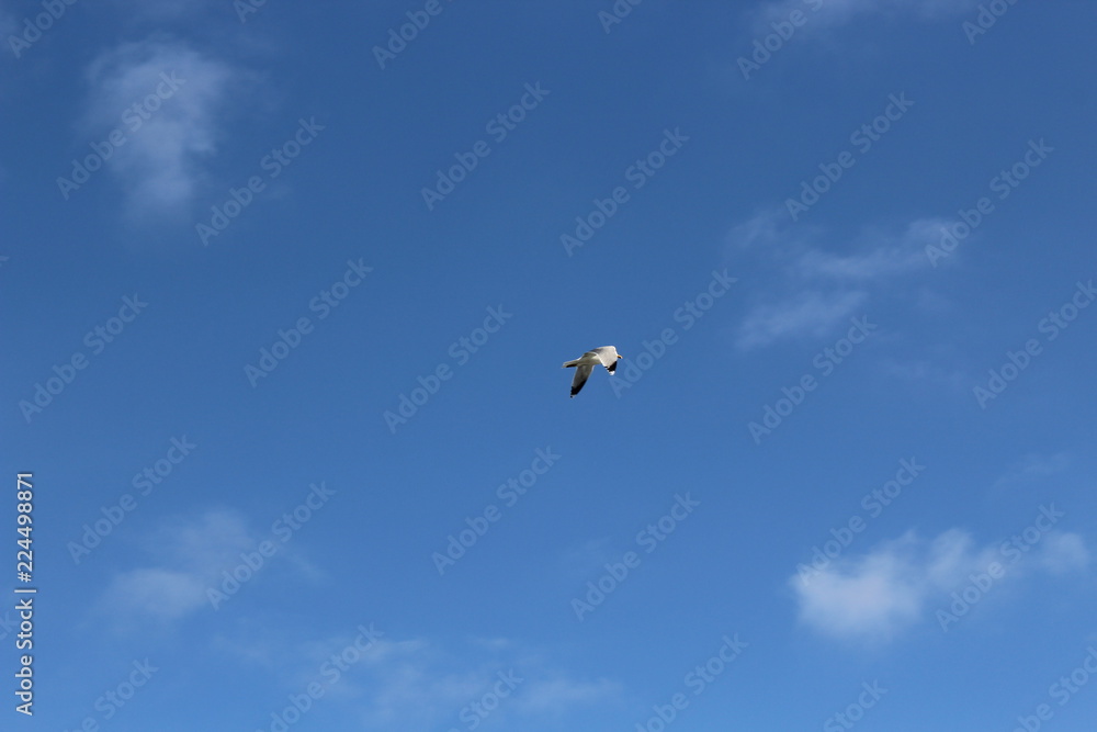 seagull in the sky