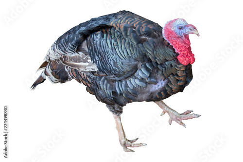 isolated walking large turkey