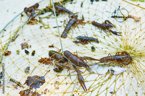 Process of cacthing crawfish and tackle in sweet water mountain lake
