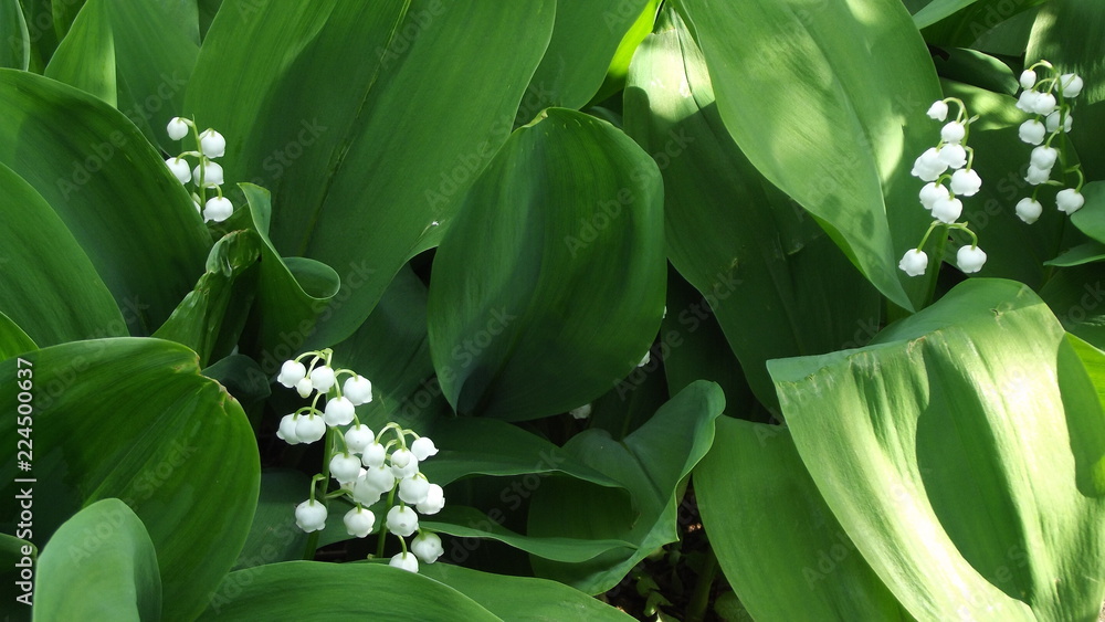 Obraz premium lily of the valley