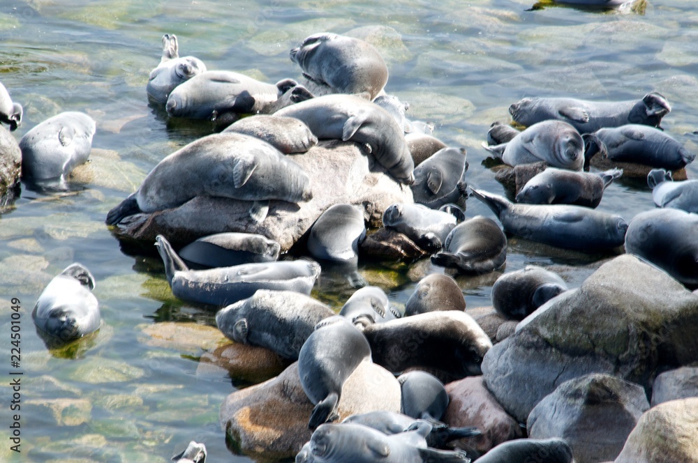 Obraz premium The Baikal seal