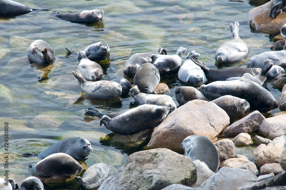 Obraz premium The Baikal seal