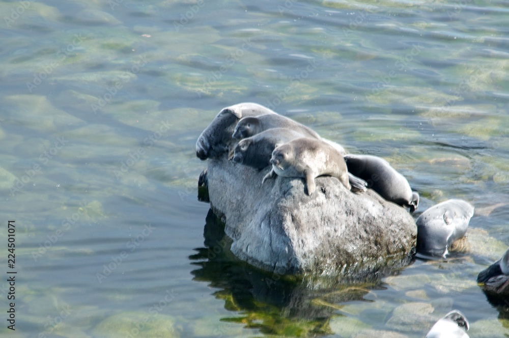 Naklejka premium The Baikal seal