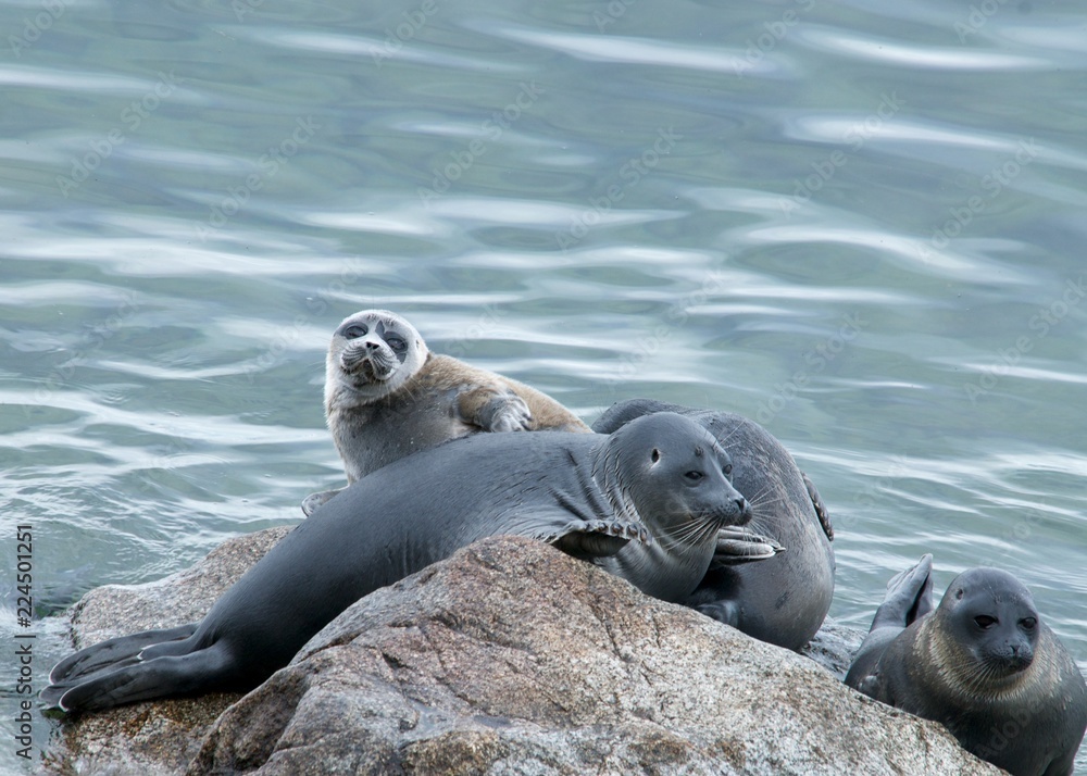 Fototapeta premium The Baikal seal