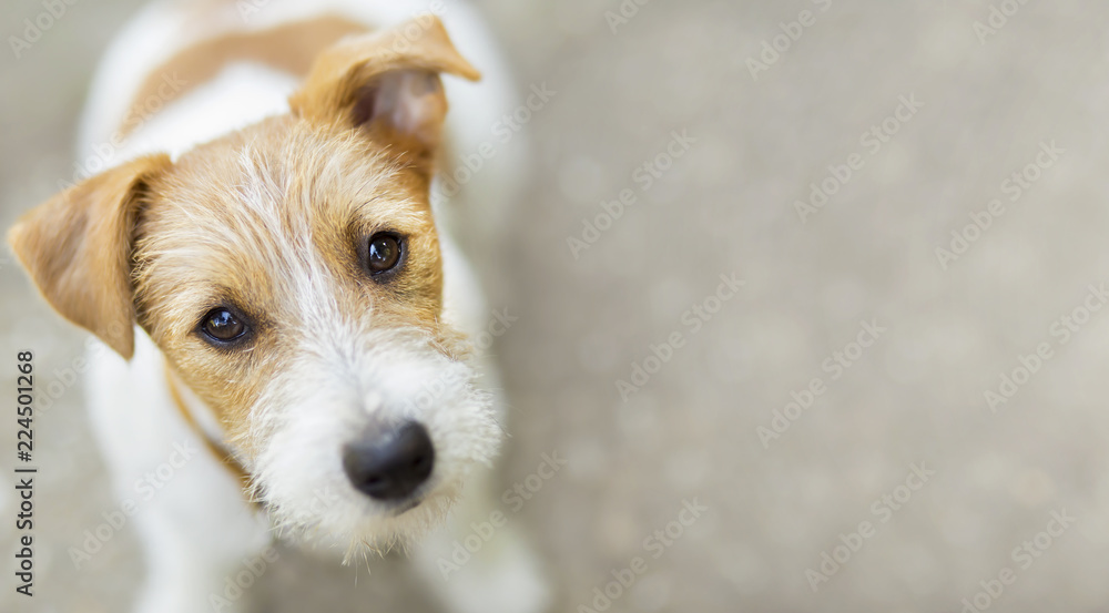 Happy pet jack russell dog puppy looking at the camera - web banner, background - obrazy, fototapety, plakaty 