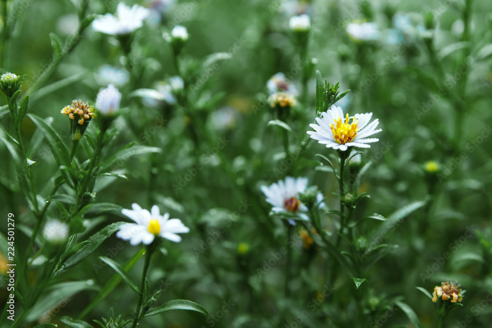 Creative background, a layout of green leaves. Flat lay. Spring summer, border pattern. Air artistic image, free space. The nature of the concept. Creative background, a layout of green leaves. Flat lay. Spring summer, border pattern. Air artistic image, free space. The nature of the concept.