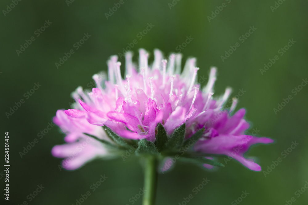 Creative background, Beautiful flowers with leaves in the sun. Flat lay. Spring summer, border pattern. Free space. The nature of the concept. Creative background, Beautiful flowers with leaves in the sun. Flat lay. Spring summer, border pattern. Free space. The nature of the concept.