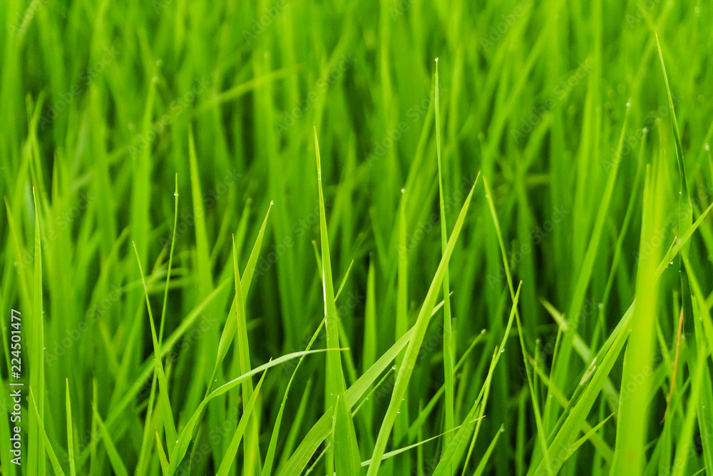 Rice field in bright green color, rice is blooming Rice field in bright green color, rice is blooming