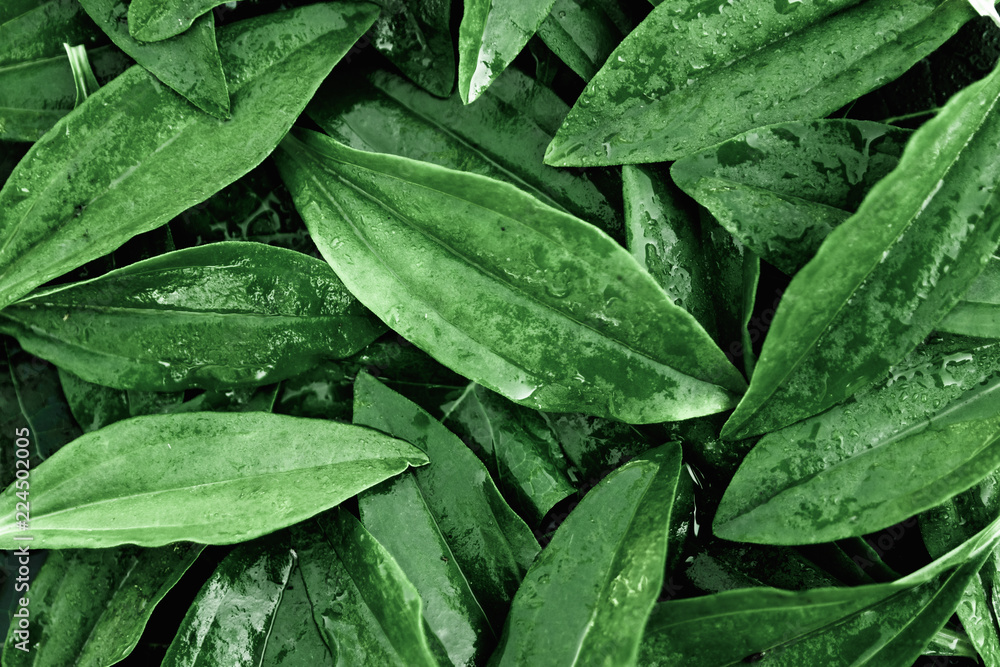 Creative background, a layout of green leaves. Flat lay. Spring summer, border pattern. Air artistic image, free space. The nature of the concept. Creative background, a layout of green leaves. Flat lay. Spring summer, border pattern. Air artistic image, free space. The nature of the concept.