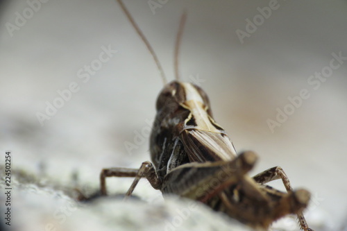 grasshopper macro photo © tuncelik81