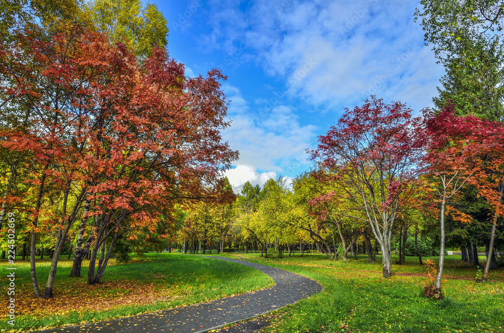 Naklejka premium Cozy Corner of autumn city park with walkway through lawn between trees with multicolored foliage and red rowan trees - autumnal landscape at bright sunny day with blue sky