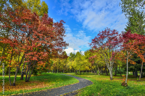 Cozy Corner of autumn city park with walkway through lawn between trees with multicolored  foliage and red  rowan trees - autumnal landscape at bright sunny day with blue sky