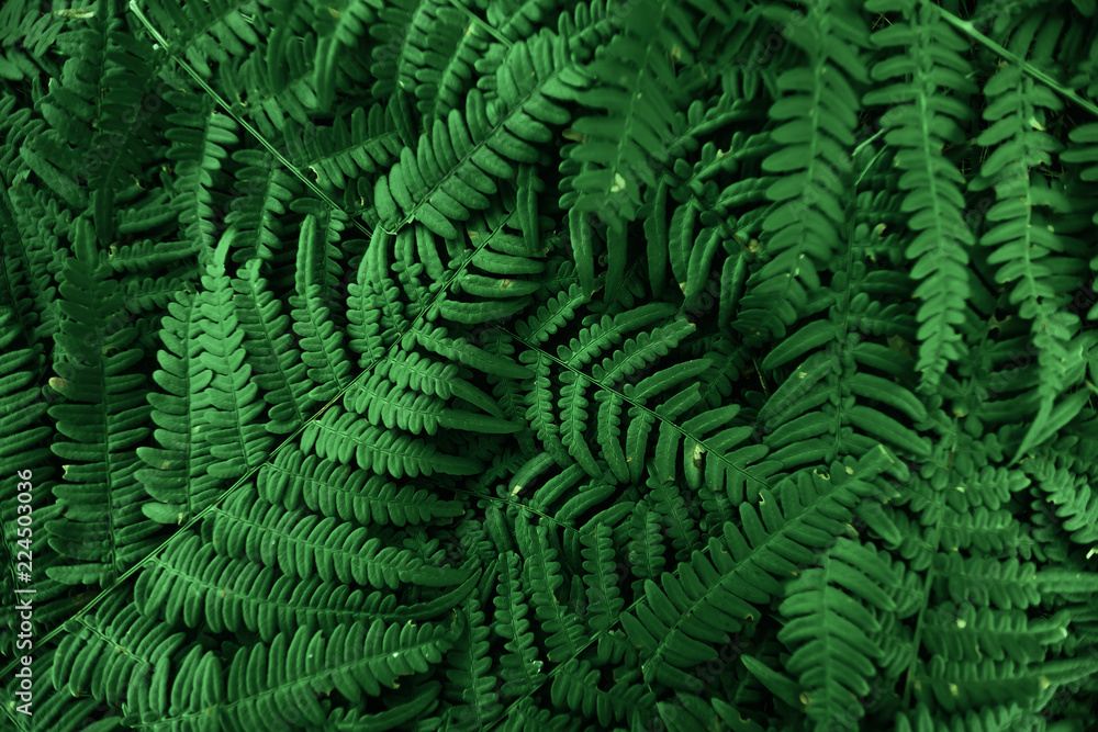 Creative background, a layout of green leaves. Flat lay. Spring summer, border pattern. Air artistic image, free space. The nature of the concept. Creative background, a layout of green leaves. Flat lay. Spring summer, border pattern. Air artistic image, free space. The nature of the concept.