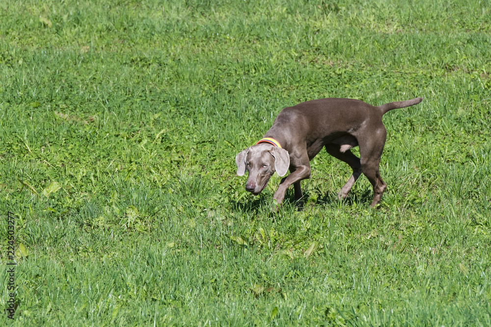 Vorstehhund bei Feldsuche