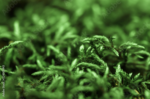 Creative background, a model of green moss. Flat lay. Spring summer, border pattern. Air artistic image, free space. The nature of the concept.