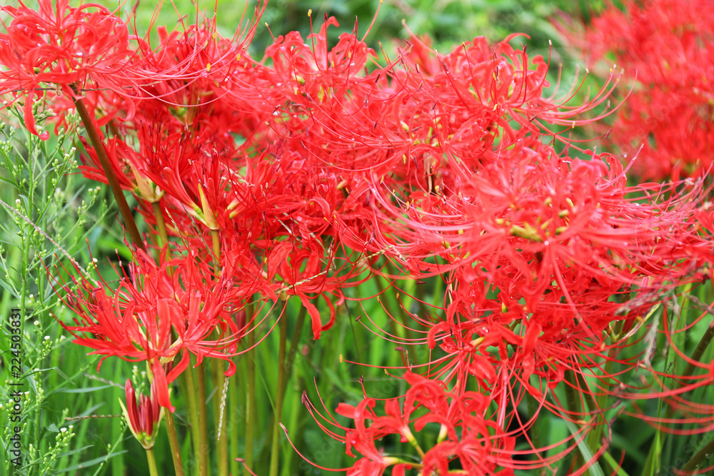 紅い彼岸花 紅い彼岸花