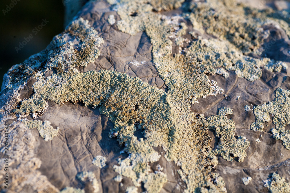 The texture is moss and stone. Multicolored moss on an old stone The texture is moss and stone. Multicolored moss on an old stone