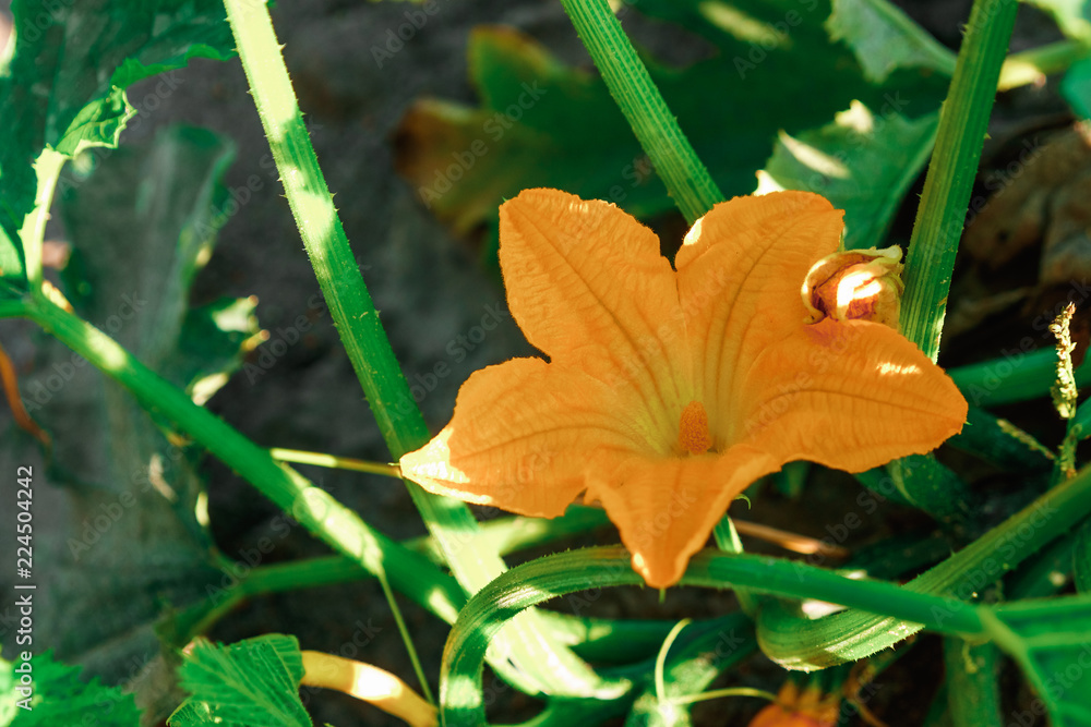 Flower of Organic agriculture, melon fruit is growing in the farm. Flower of Organic agriculture, melon fruit is growing in the farm.