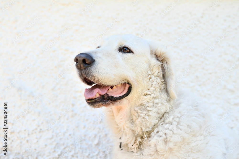 Kuvasz Dog Portrait with white wall background Kuvasz Dog Portrait with white wall background