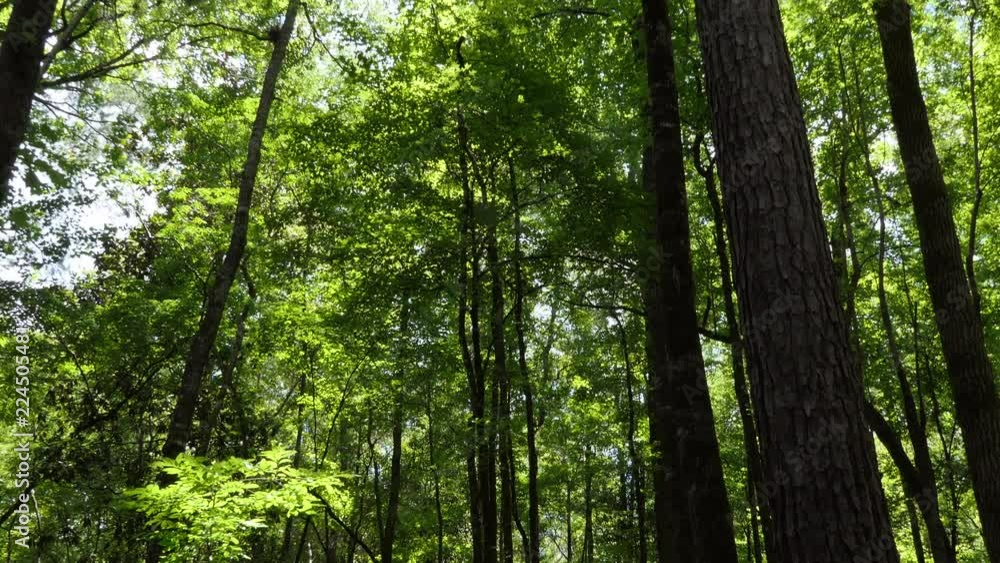 Pristine forest near downtown Jackson, Mississippi, United States with tall trees, branches, leaves. American natural landscape Pristine forest near downtown Jackson, Mississippi, United States with tall trees, branches, leaves. American natural landscape