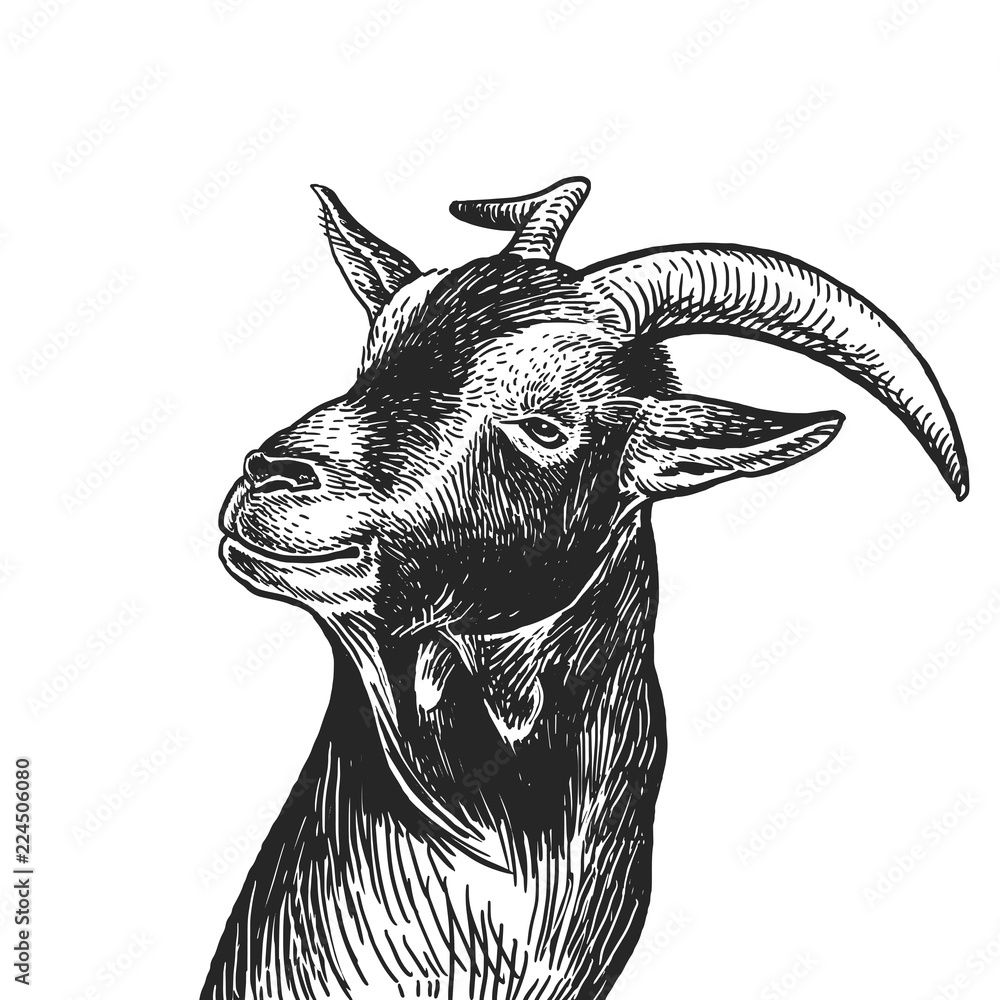 Realistic portrait of farm animal Goat. Vintage engraving. Black and white  hand drawing. Vector Stock Vector | Adobe Stock